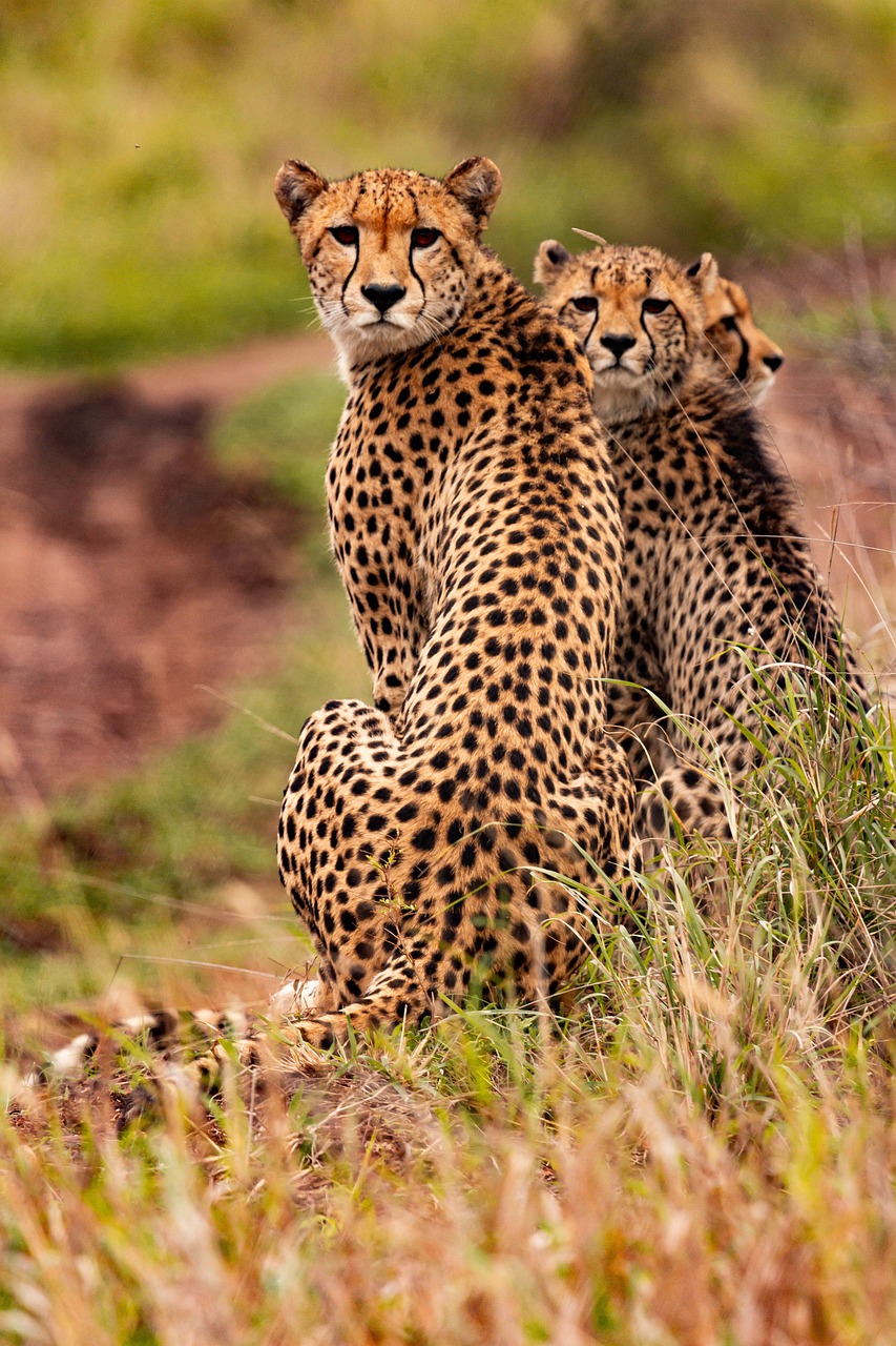 cheetahs-5689873_1280
